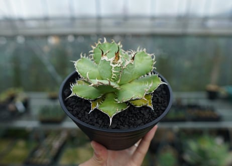 アガベ　チタノタ　フィリグリー　agave titanota filigree
