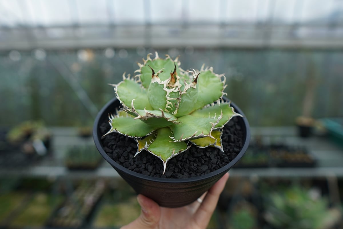 アガベ　チタノタ フィリグリー agave titanota filigree アガベ チタノタ フィリグリー / Agave titanota 