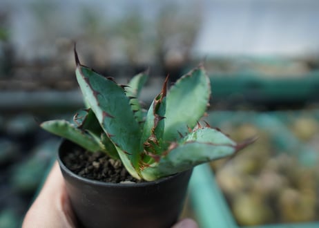 アガベ　チタノタ　 ブラックアンドブルー  2頭　Agave titanota black and blue Double head　A17