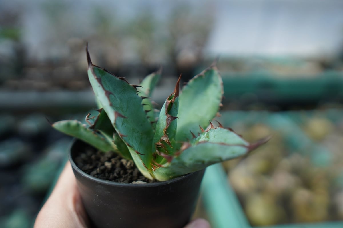アガベチタノタ　ブラックアンドブルー　2頭 アガベ チタノタ ブラックアンドブルー 2頭 Agave titanota