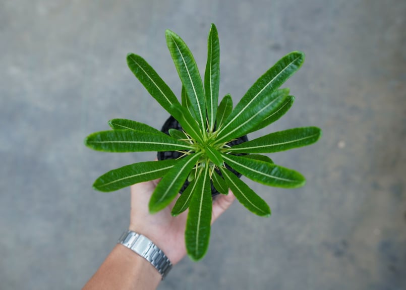 パキポディウム アンボンゲンセ Pachypodium ambongense No.1 | m パキポディウム アンボンゲンセ Pachypodium ambongense No.1 | m