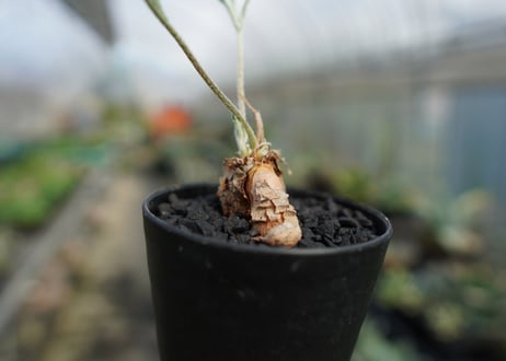 ペラルゴニウム　ビオリフロルム　Pelargonium violiflorum
