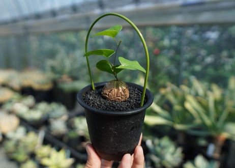 亀甲竜　Dioscorea elephantipes No.7