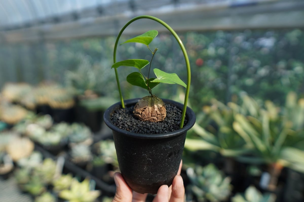 亀甲竜 亀甲竜 Dioscorea elephantipes No.7 | mana's farm:塊
