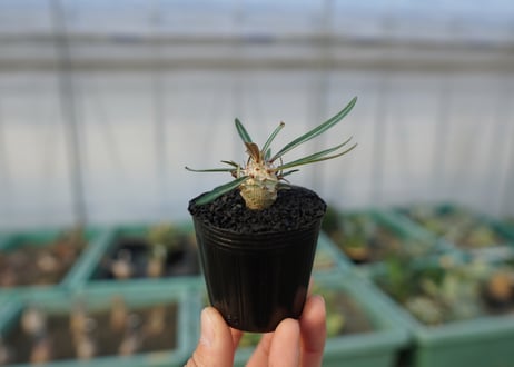 パキポディウム　グラキリス　 Pachypodium Gracilius  No.3