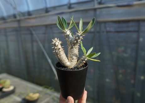 パキポディウム　伊藤ハイブリッド　Pachypodium 'Itoh Hybrid'  No.1