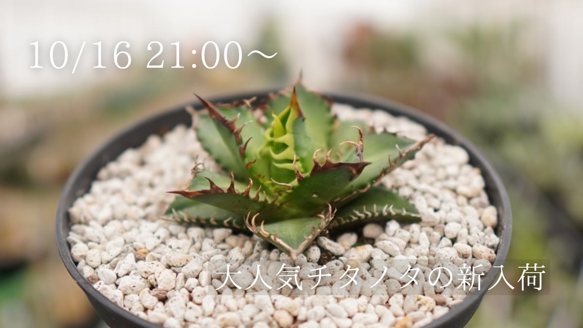 アガベ好き待望のチタノタをご紹介！ | mana's farm:塊根植物・アガベ