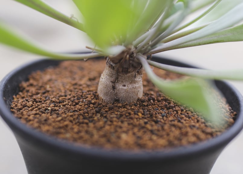 オトンナ sp.aff.ハリーxユーフォルビオイデス | mana's farm:塊根植物