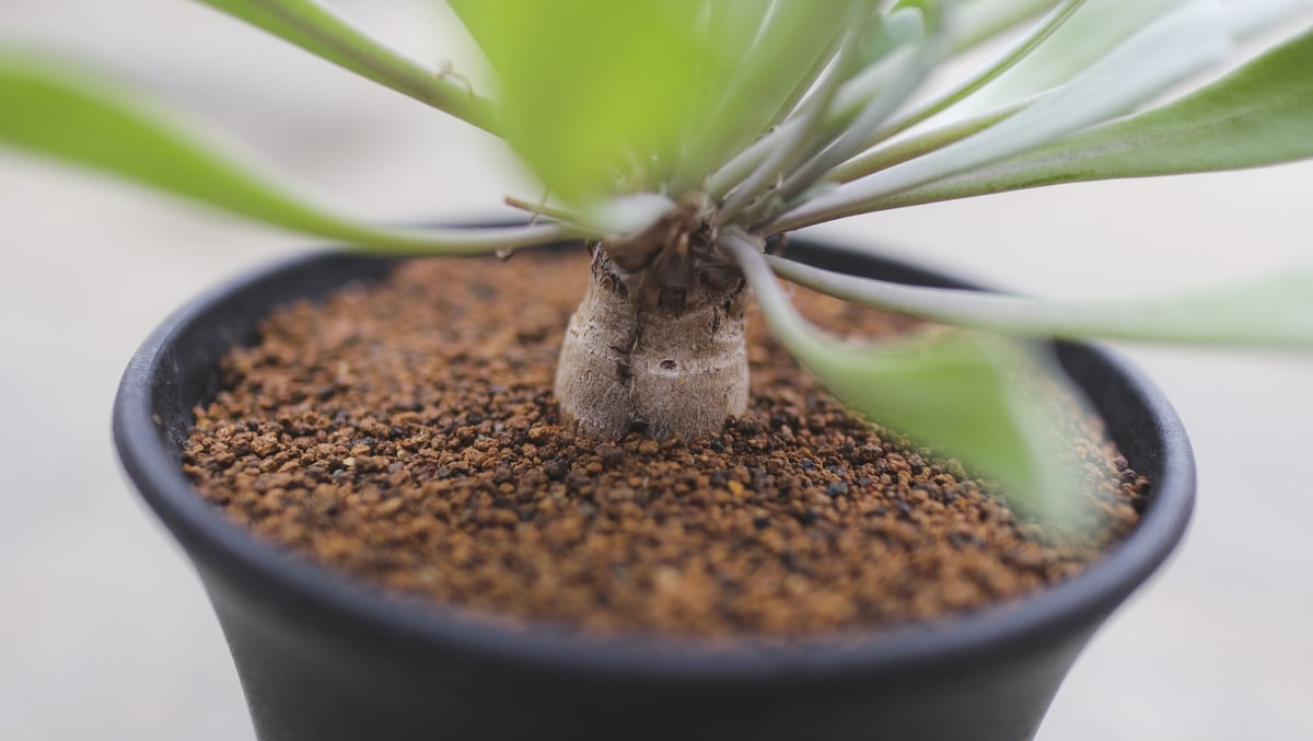 オトンナ sp.aff.ハリーxユーフォルビオイデス | mana's farm:塊根植物