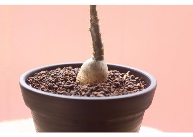 パキポディウム　ビスピノーサム　塊根植物 Amazon｜【現品限り】パキポディウム・ビスピノーサム【H50