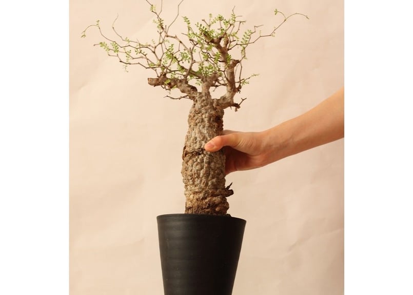 Operculicarya pachypus オペルクリカリア パキプス 国内3年目 | ma