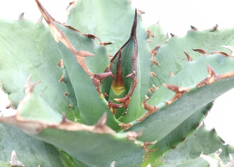 Agave titanota FO-76 compacta dwarf  no.４