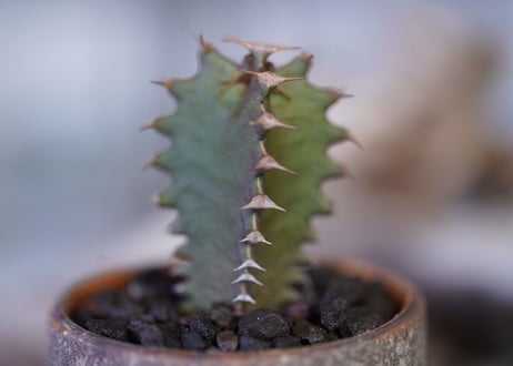 Euphorbia Canariensis