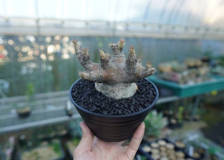 パキポディウム　マカイエンセ　Pachypodium makayense No.1