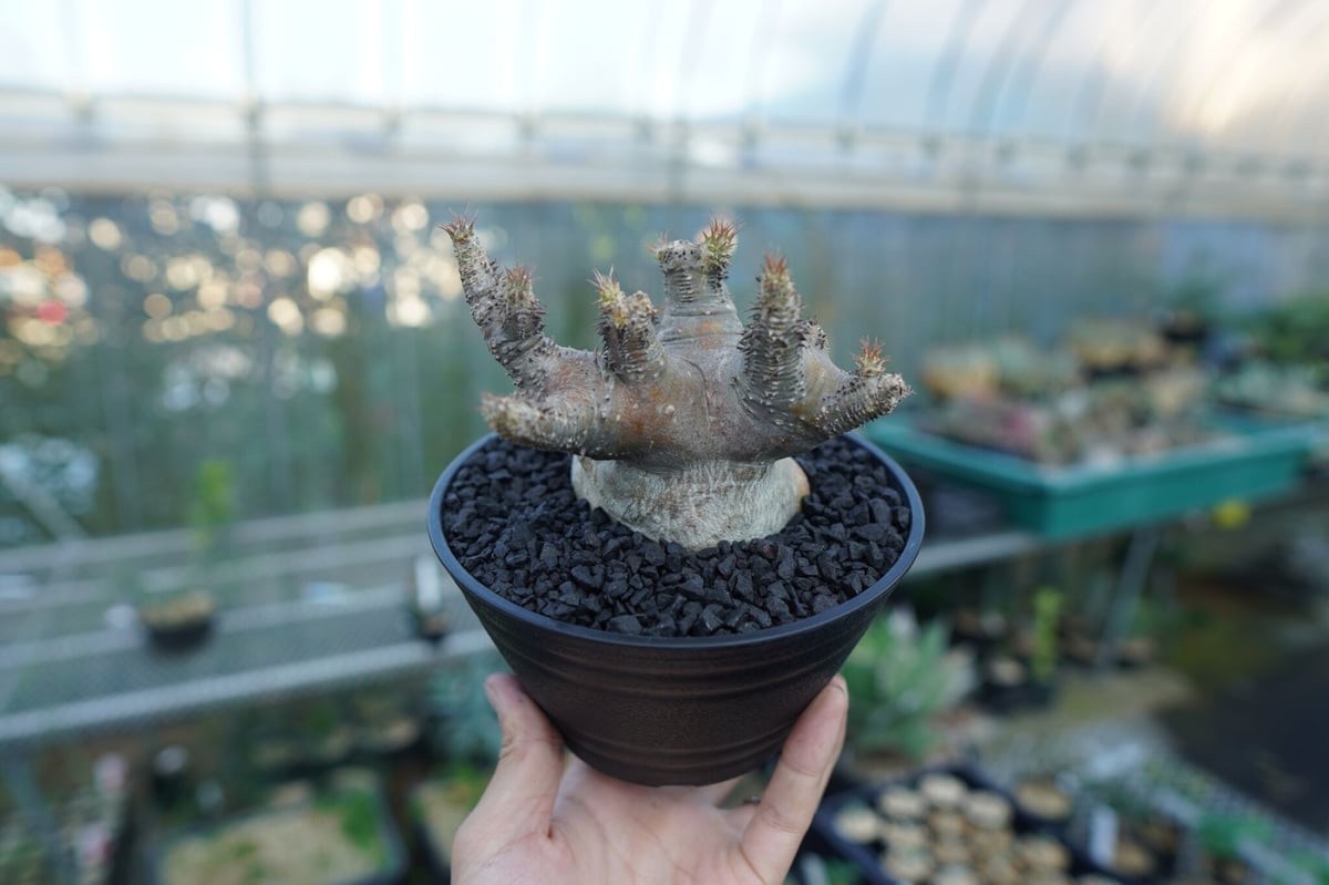 パキポディウム マカイエンセ Pachypodium makayense No.1 | man