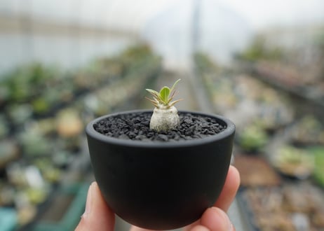 パキポディウム　マカイエンセ　Pachypodium makayense