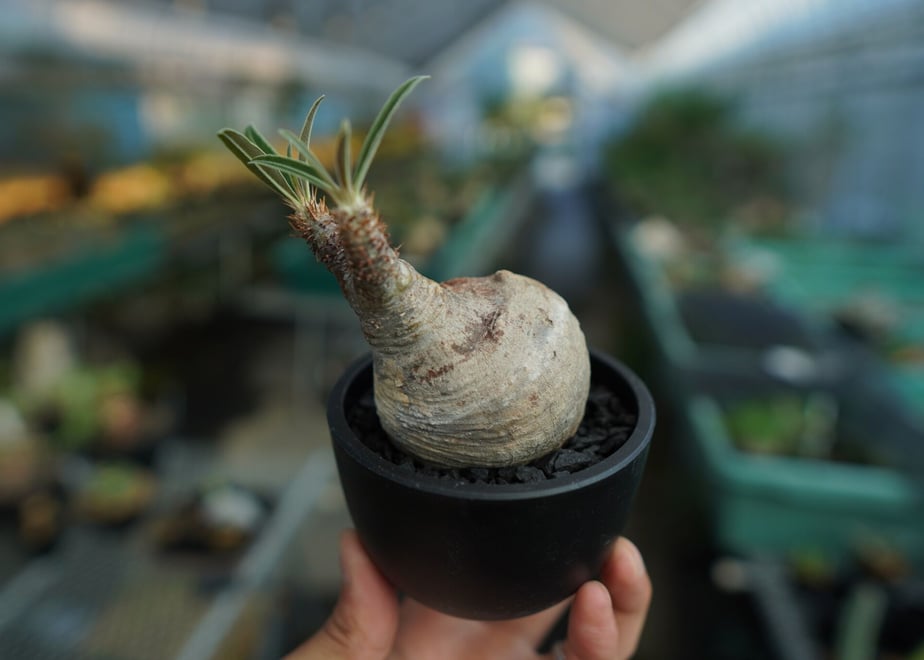 64b51374e3848e007b1bf47c