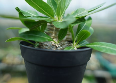 パキポディウム　恵比寿大黒　Pachypodium Densicaule　No.6