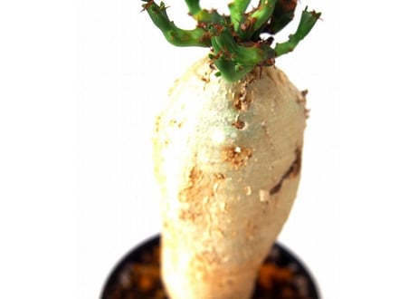 ユーフォルビア ステラータ 飛竜  Euphorbia stellata　№6