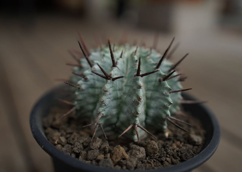 ユーフォルビア ホリダ Euphorbia horrida | mana's farm:塊根植