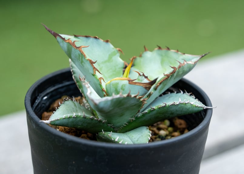 アガベ チタノタ シャーク | mana's farm:塊根植物・アガベ・ドライ