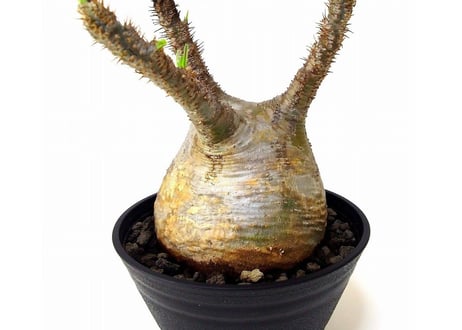 Pachypodium Gracilius パキポディウム  グラキリス  №4