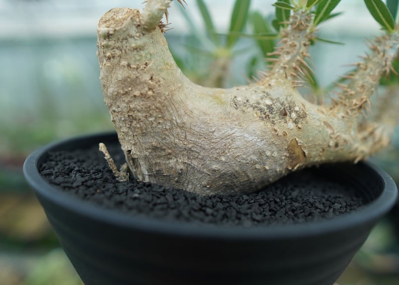 パキポディウムデンシフローラム　パキポディウム 塊根植物 美形　発根済　鉢付き