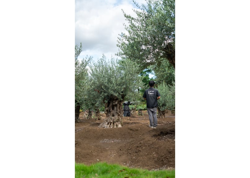 商談中。【超太幹】これぞ古木の風格｜代表選抜・輸入オリーブ《一点物