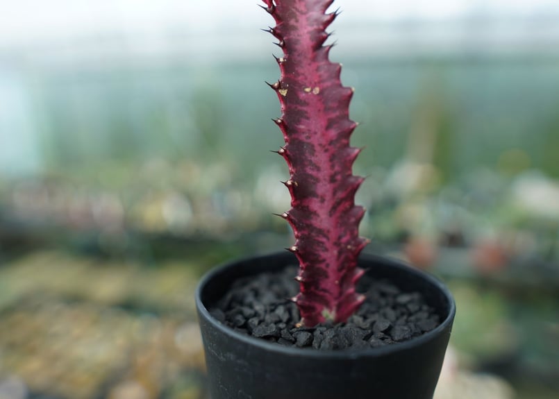ユーフォルビア トリゴナ Euphorbia trigona | mana's farm:塊根