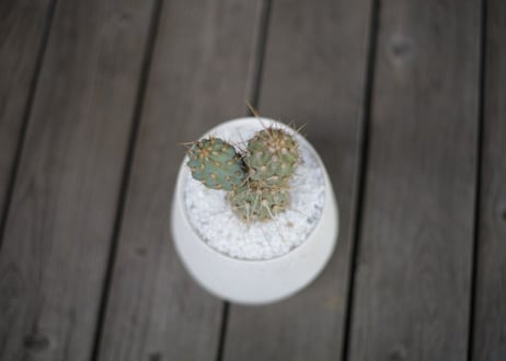 ミクエリオプンチア・ミクエリー Miqueliopuntia miquelii