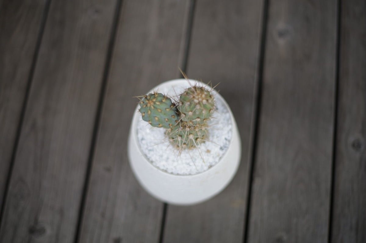 ミクエリオプンチア・ミクエリー Miqueliopuntia miquelii | mana'