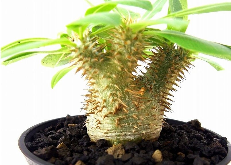 Pachypodium Densicaule パキポディウム デンシカウレ 恵比寿大黒(実生)