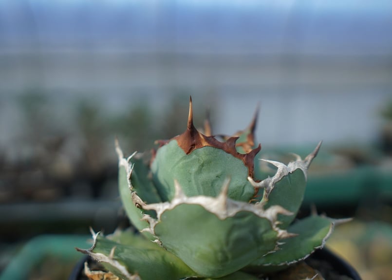 アガベ チタノタ R agave titanota R A8 | mana's farm:塊根