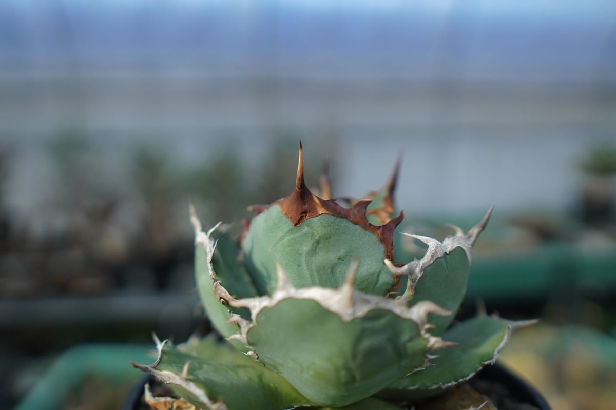 アガベ チタノタ R agave titanota R A8 | mana's farm:塊根