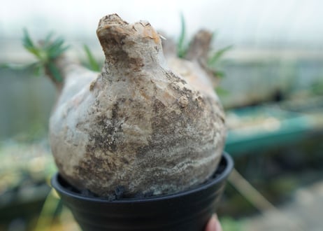パキポディウム　グラキリス　 Pachypodium Gracilius  No.3