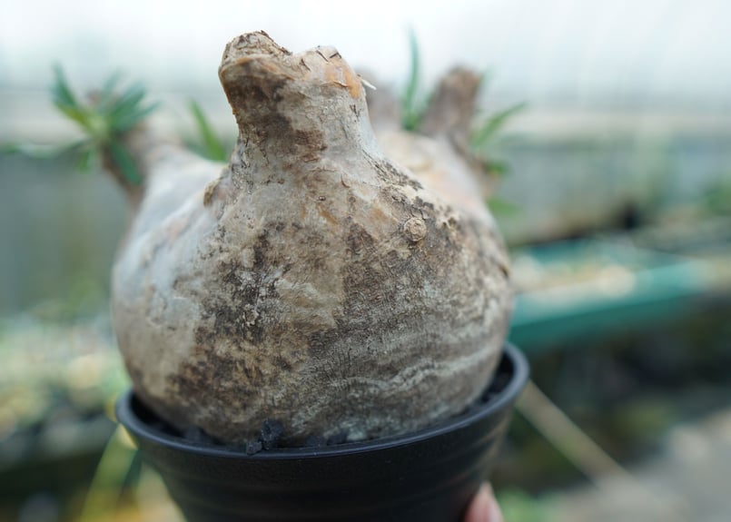 パキポディウム グラキリス Pachypodium Gracilius No.3 | ma