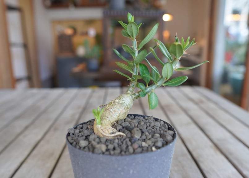 パキポディウム サキュレンタム Pachypodium succulentum | mana'