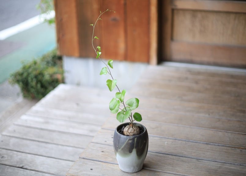 亀甲竜 Dioscorea elephantipes | mana's farm:塊根植物・ア