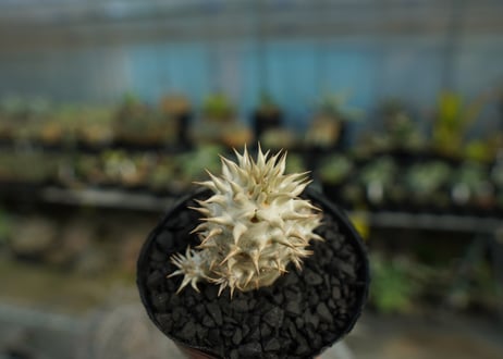 パキポディウム　デンシフローラム Pachypodium densiflorum