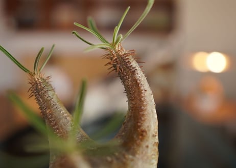 パキポディウム　グラキリス　 Pachypodium Gracilius