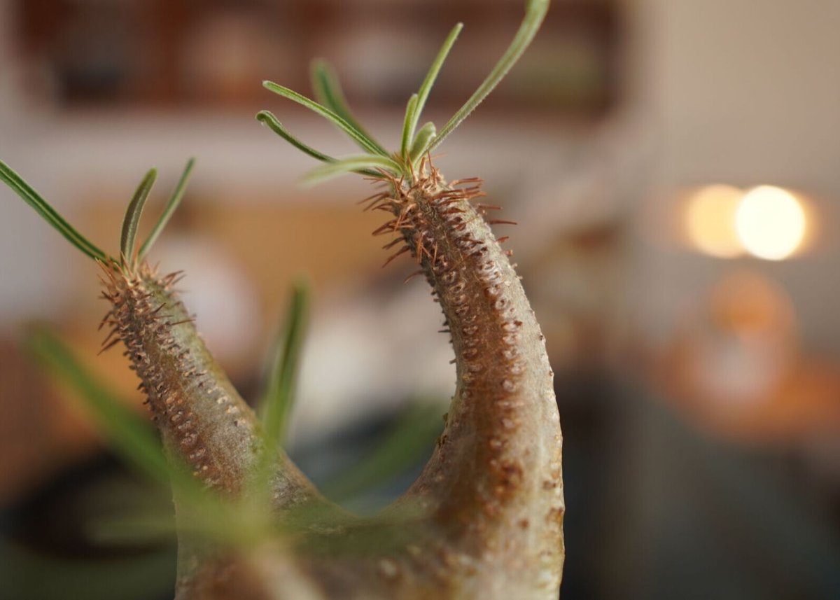 LMK様　パキポディウム  グラキリス　PachypodiumGracilius パキポディウム グラキリス Pachypodium Gracilius | mana's f