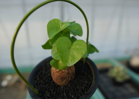 亀甲竜　Dioscorea elephantipes