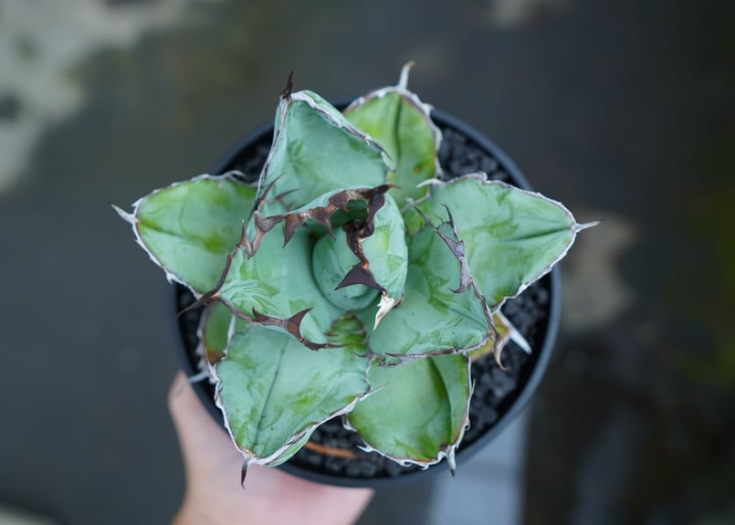 アガベ チタノタ ブラックアンドブルー Agave titanota black and