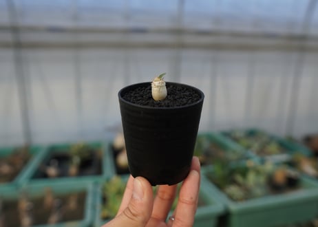 パキポディウム　デンシフローラム　Pachypodium densiflorum