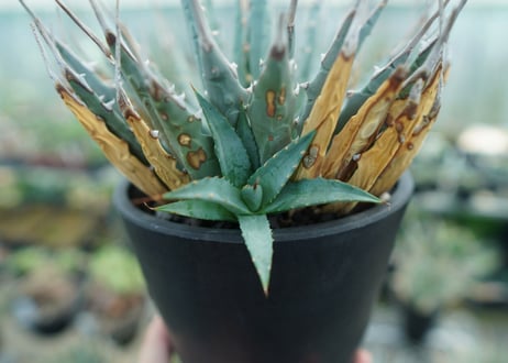 アガベ　ユタエンシス　Agave uthaensis　No.5