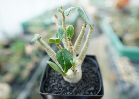 アデニウム　Adenium　No.3