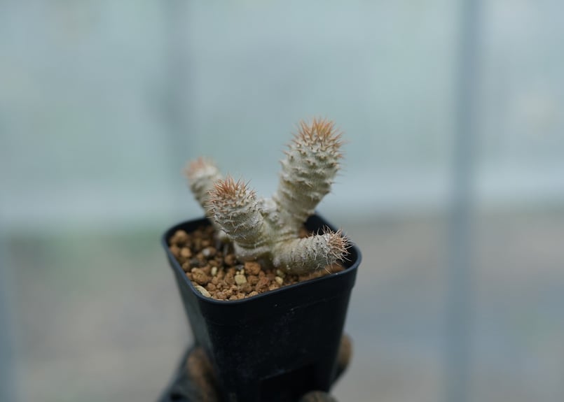 パキポディウム グラキリス 沖縄実生 No.2 [2026/02/12] | mana's f