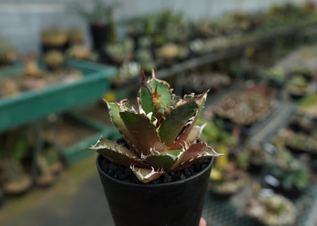 アガベ　チタノタ　グリーンキャットウィーズル　Agave titanota Green catweezle