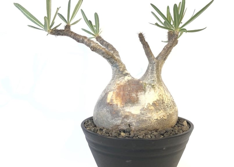 パキポディウム グラキリス No.142 | mana's farm:塊根植物・アガベ・ド