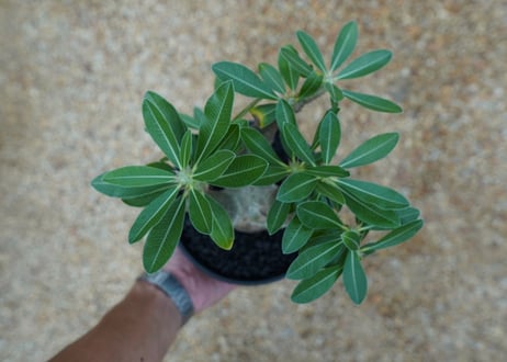 パキポディウム マカイエンセ　Pachypodium makayense　No.10